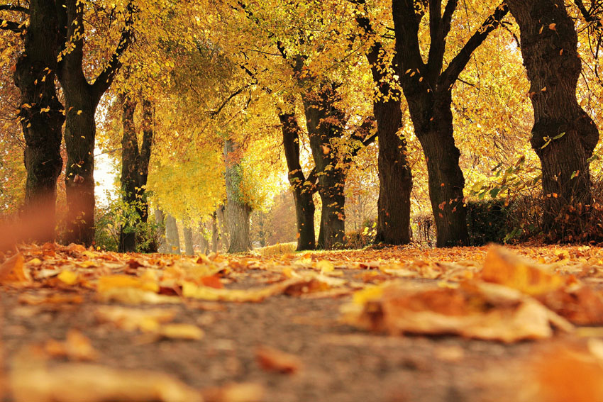 Hoe maak je de mooiste herfstfoto